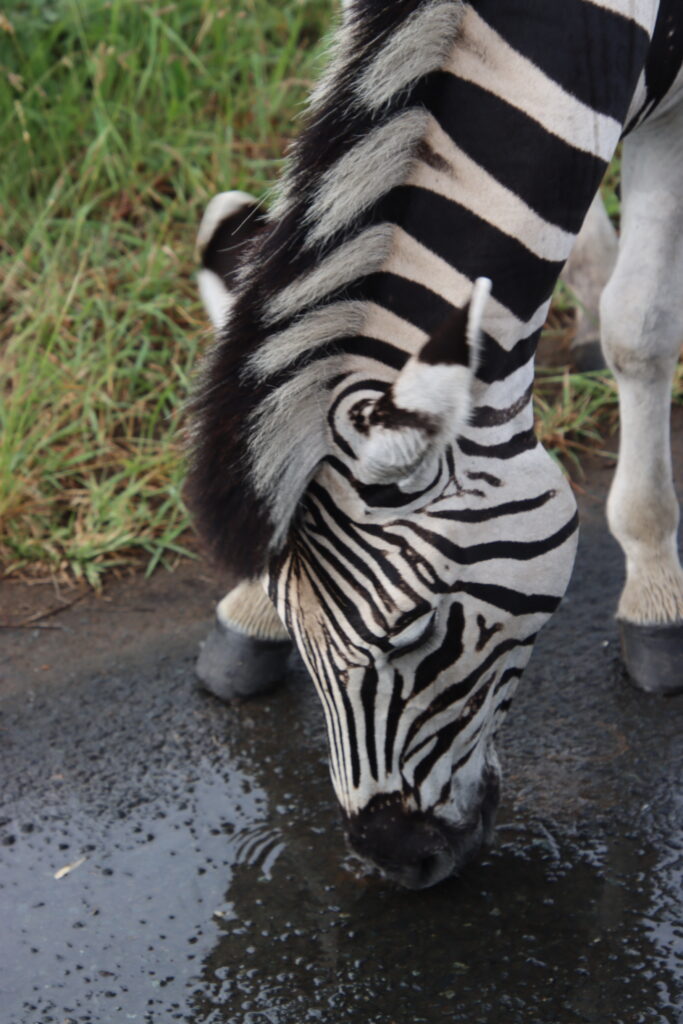 Beautiful stripes on this zebra on a shore excursion