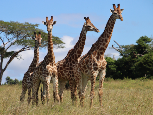 Giraffes family safari