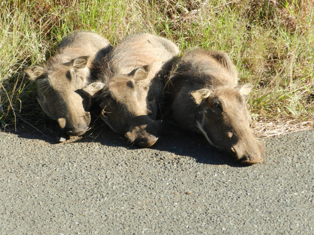 Warthogs sleeping on a private safari