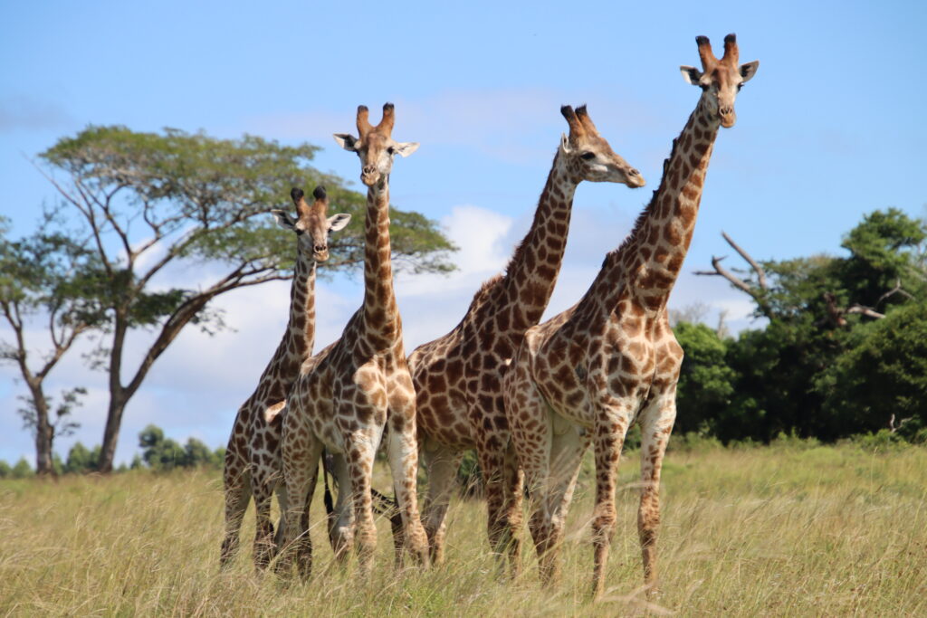 Giraffes on safari