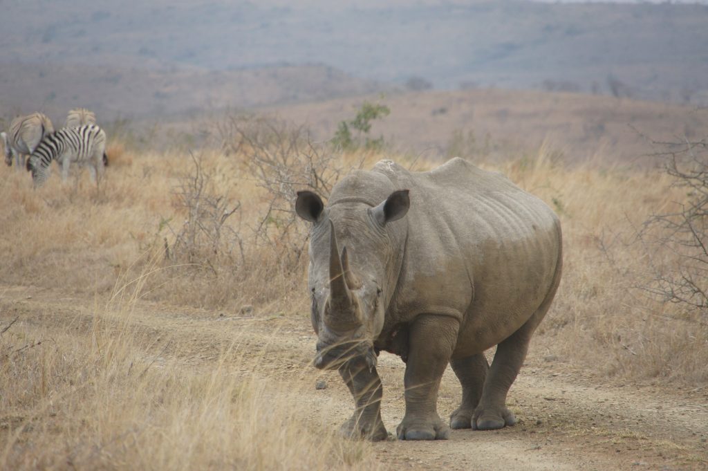 Big 5 safari shore excursion from Richards Bay