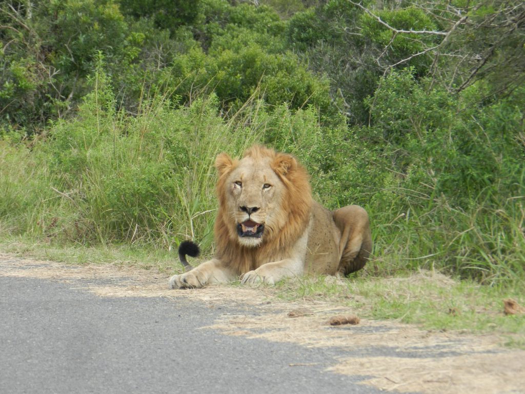 Richards Bay shore excursions wildlife safari